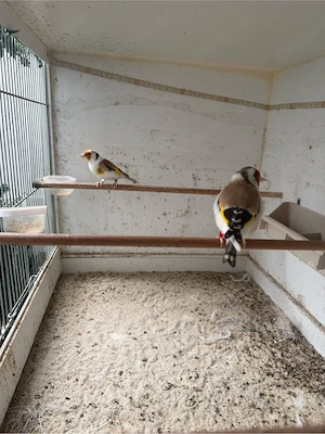 Stieglietz Major 2025