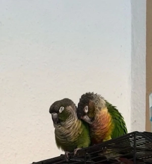 molinasittiche  Bild 3