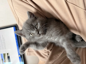 Babykatze britische kurzhaar