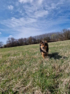 Gucci sucht sein Für-immer-Zuhause    Bild 7