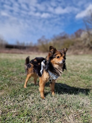 Gucci sucht sein Für-immer-Zuhause    Bild 2