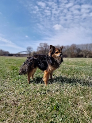 Gucci sucht sein Für-immer-Zuhause    Bild 9