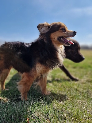 Gucci sucht sein Für-immer-Zuhause    Bild 8