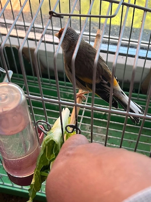 stieglitz parva Michling 