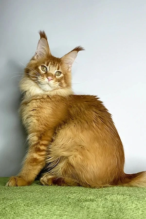 Wunderschöner Kater (5 Monate)   geimpft, sozialisiert und kinderfreundlich.