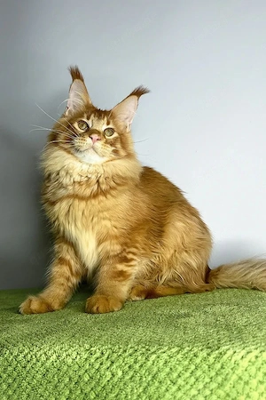 Wunderschönes, 5 Monate altes weißes Kätzchen mit blauen Augen   geimpft, sanftmütig und bereit für 