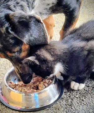 Kater Henry 1Jahr wegen Allergie leider abzugeben