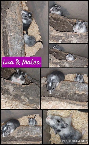 Rennmausduo Weiblich 