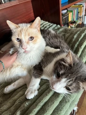 Tezy & Blue - ein liebenswertes Schmusekatzenpärchen