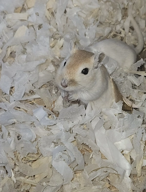 2 Rennmaus Mädels  Bild 1