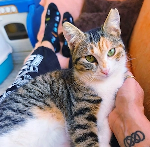 Kätzchen aus dem Tierschutz