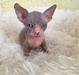 suche sphynx