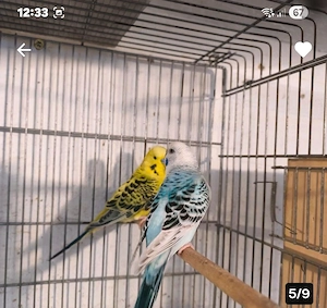 tcb wellensittich Pärchen 