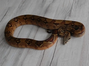 1.0 Boa Constrictor | Gut Händelbare Boa | Hypo het. Blood VPI+