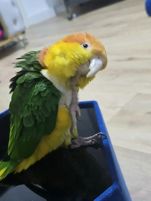 Paar Caique-Papageien