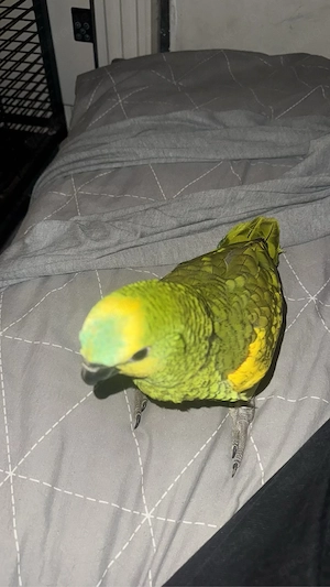 verkaufe meinen sehr gelibten papagei (Coco)
