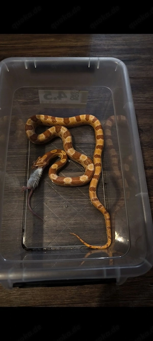 Kornnatter (subadult, 06 24)