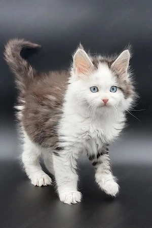 Wunderschöner Kater (5 Monate)   geimpft, sozialisiert und kinderfreundlich.