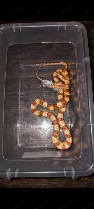 Kornnatter (subadult, 06 24)