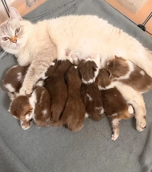    Entzückende Kätzchen abzugeben   nur in liebevolle Familien!    