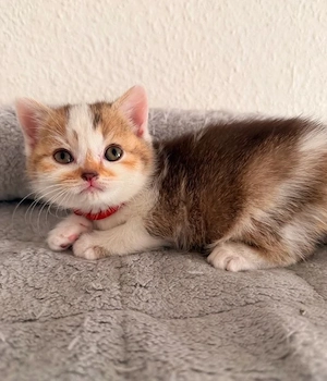    Entzückende Kätzchen abzugeben   nur in liebevolle Familien!    