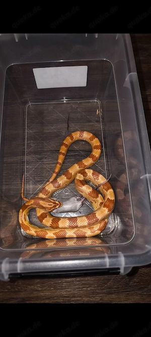 Kornnatter (subadult, 06 24)