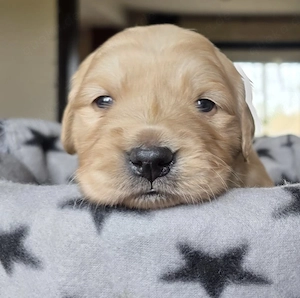 Golden Retriever Welpen