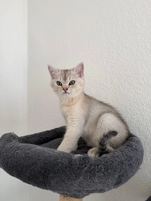 Britisch Kurzhaar (BKH) Kitten suchen ein liebevolles Zuhause!