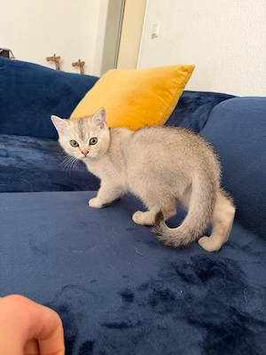 Zuckersüße Britisch Kurzhaar (BKH) Kitten suchen ein liebevolles Zuhause!   