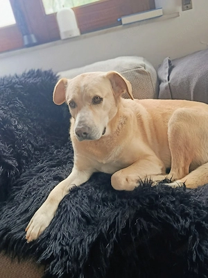 Uschi, 6 Jahre alt, kastriert