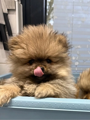 pomeranian Boo