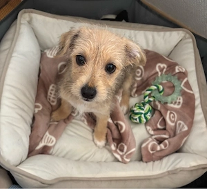 kleiner bezaubernder Yorkshire Terrier Mischling