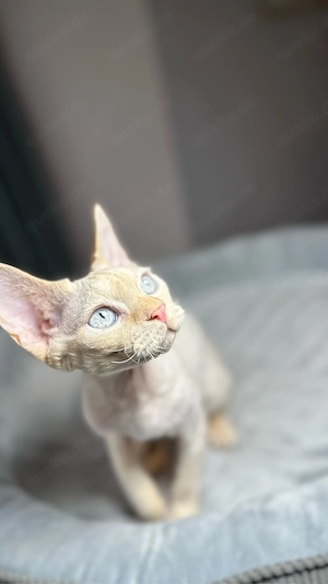 Devon Rex WCF of OxHild