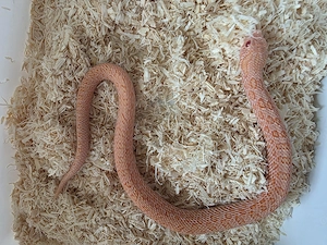 Heterodon nasicus Hakennasennattern