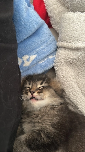 maincoon Somali Kitten 