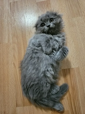 BKH Kitten - letztes Mädchen sucht ihr Zuhause 