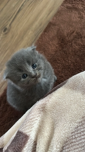 maincoon somali kitten 