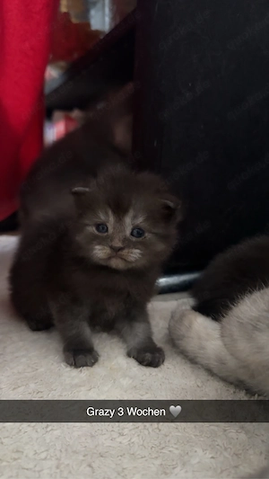Babykatzen Maincoon Somali