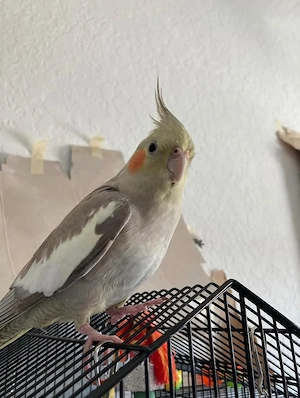 Nymphensittich-Papagei zur Adoption