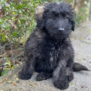 JAKE - süßer Zottel sucht seine Menschen (wartet in Rumänien)