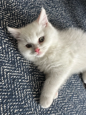 Süsse BKH Kitten abzugeben