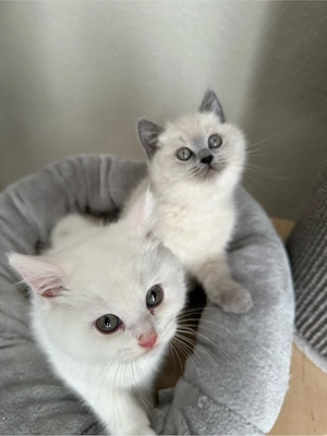 Süsse BKH Kitten abzugeben