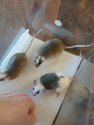 Vielzitzenmäuse abzugeben  Bild 5