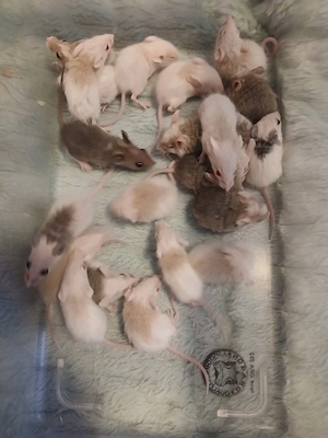 Vielzitzenmäuse abzugeben  Bild 6