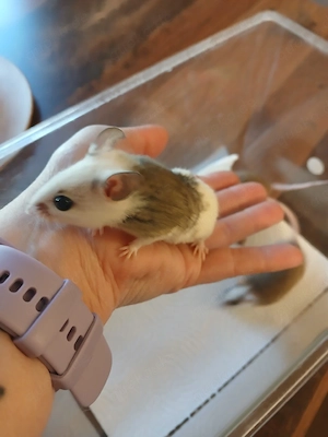 Vielzitzenmäuse abzugeben  Bild 4