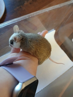 Vielzitzenmäuse abzugeben  Bild 2