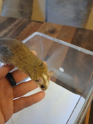 Vielzitzenmäuse abzugeben 