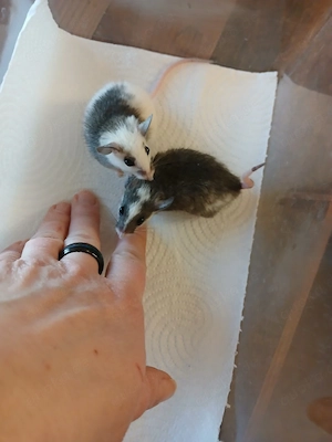 Vielzitzenmäuse abzugeben  Bild 3