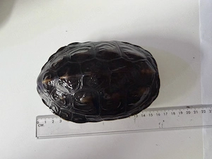 Wasserschildkröte abzugeben