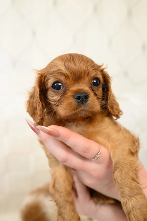 Cavalier King Charles Spaniel Welpe   kleiner Herzensbrecher sucht sein Zuhause